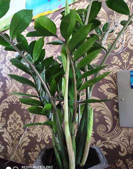 属蛇养什么花比较好家里