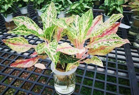 属蛇养什么花比较好家里