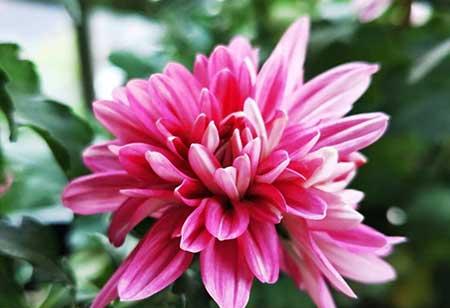 属蛇养什么花比较好家里