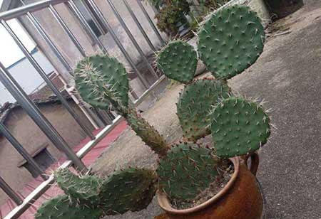 属蛇养什么花比较好家里