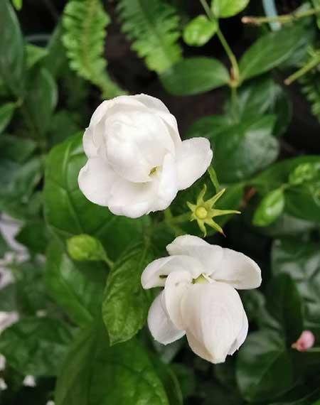 属蛇养什么花比较好家里