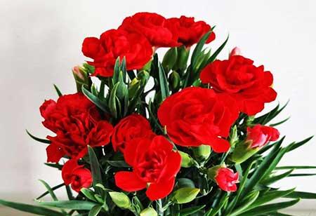 属蛇养什么花比较好家里