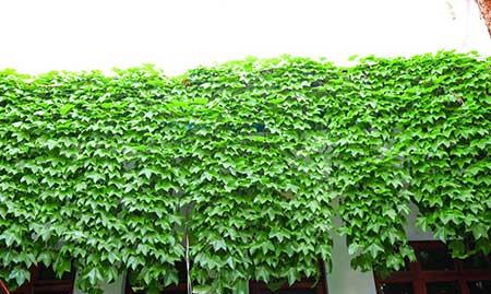 属虎的养什么花旺财