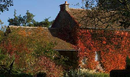 属虎的养什么花旺财