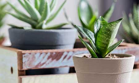 属虎的养什么花旺财