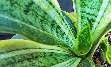 属虎的养什么花旺财