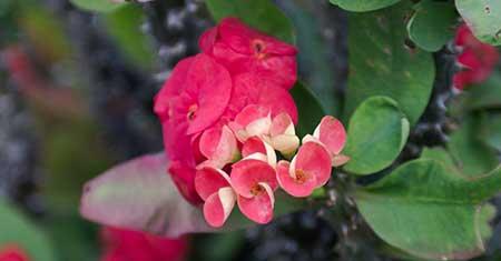 属虎的养什么花旺财