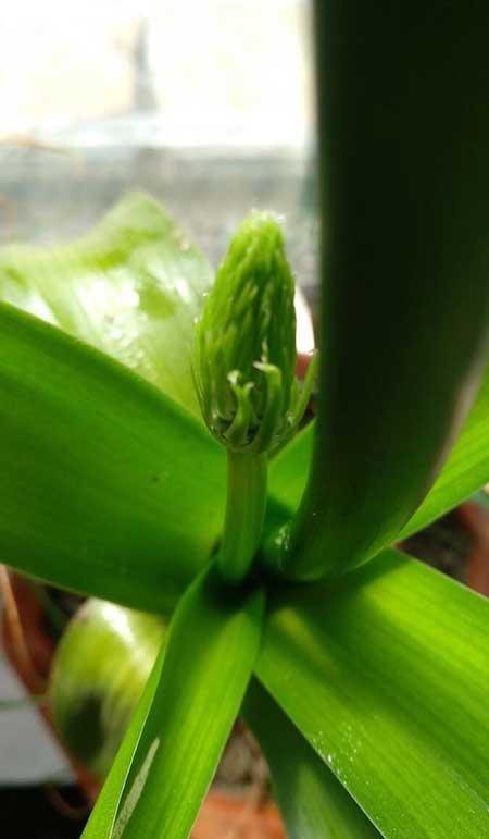 属虎的养什么花旺财