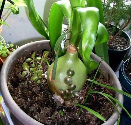 属虎的养什么花旺财