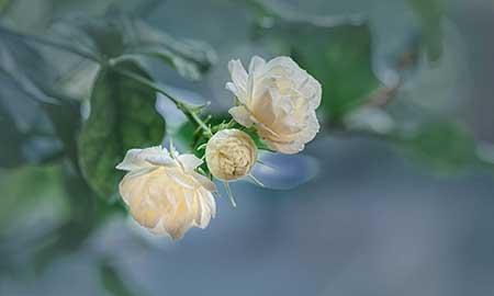 属虎的养什么花旺财