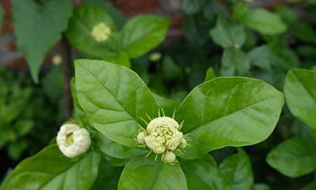 属虎的养什么花旺财