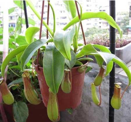 属狗的养什么花最好