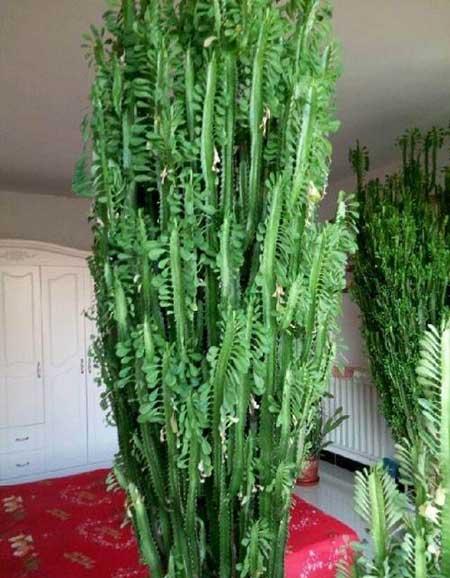 属狗的养什么花最好