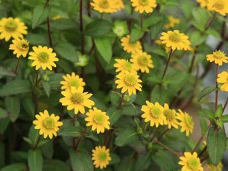 属狗的养什么花最好