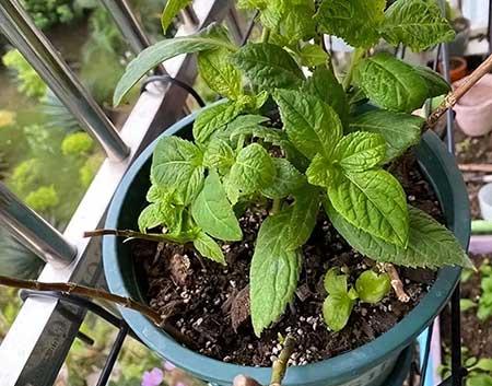 室温20度适合养什么花