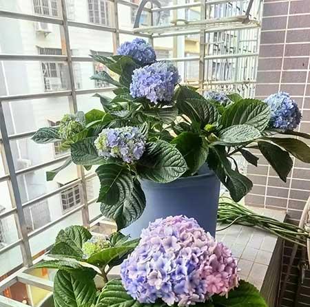 室温20度适合养什么花