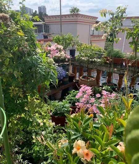 室温20度适合养什么花