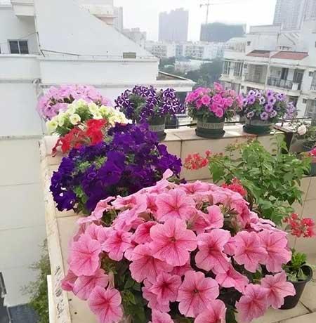 室温20度适合养什么花