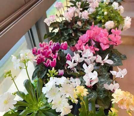 室温20度适合养什么花