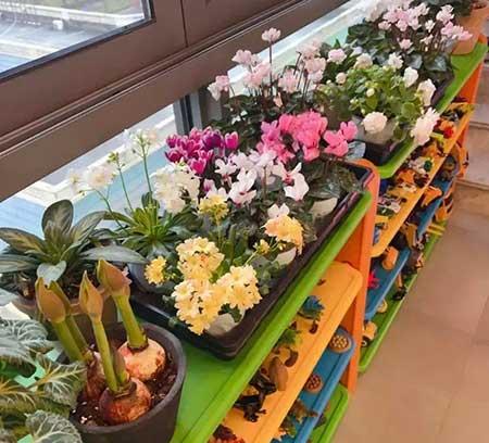 室温20度适合养什么花