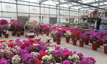 室外租摆绿植图片