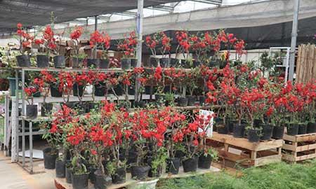 室外租摆绿植图片