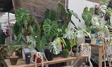 室外租摆绿植图片