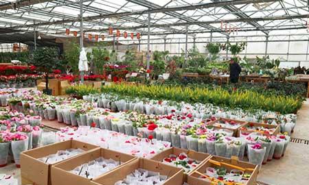 室外租摆绿植图片