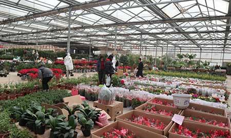 室外租摆绿植图片