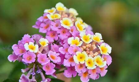 室外什么花最香最好养