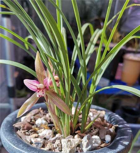 室外什么花最香最好养