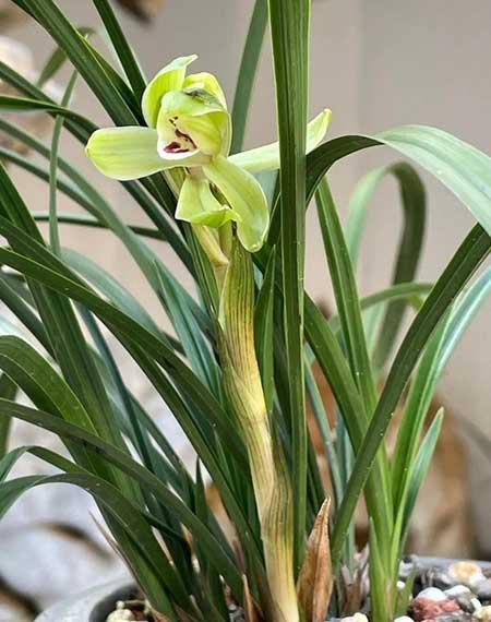 室外什么花最香最好养