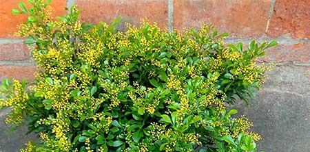 室外什么花最香最好养