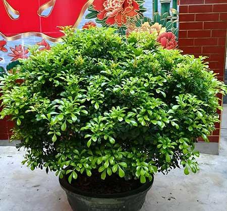 室外什么花最香最好养