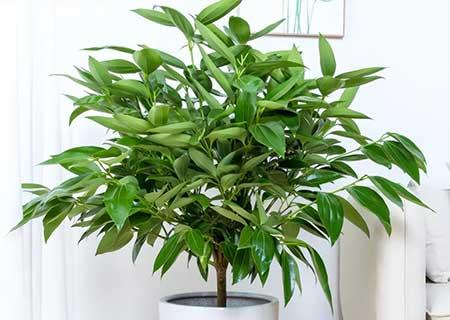 室外什么花最香最好养