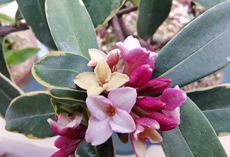 室外什么花最香最好养