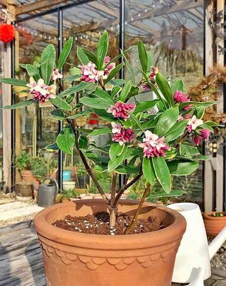 室外什么花最香最好养