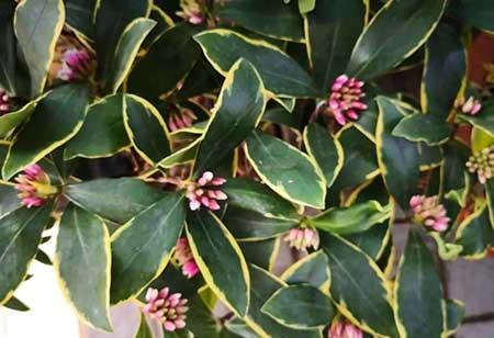 室外什么花最香最好养