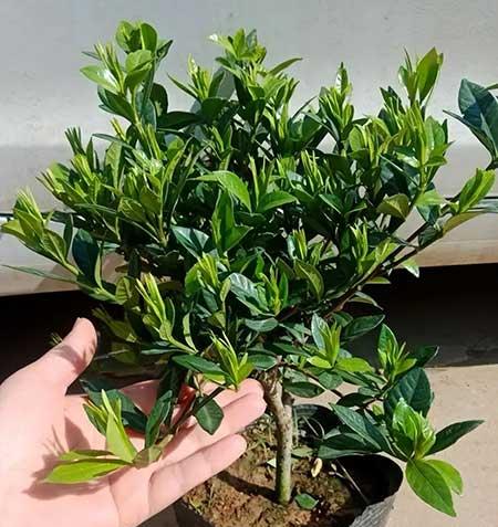 室外什么花最香最好养