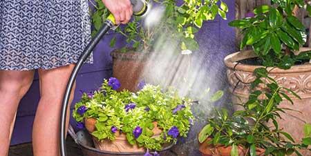 室内植物养护方法