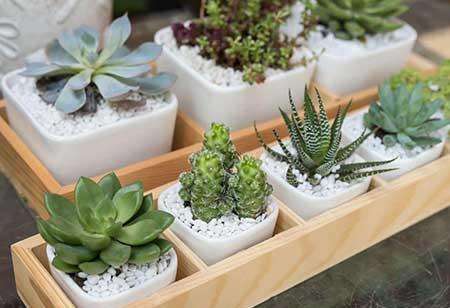 室内植物养护方法