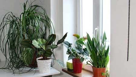 室内植物养护方法