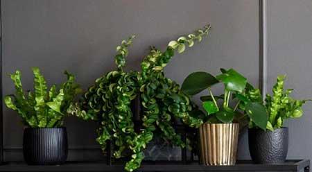 室内植物养护方法