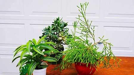 室内植物的养护