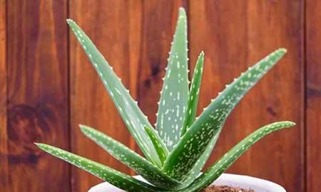 室内植物的养护