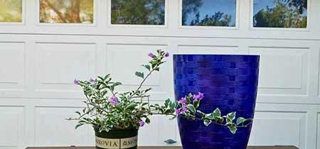 室内植物的养护