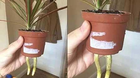 室内植物的养护