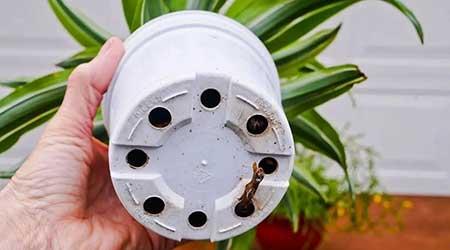 室内植物的养护