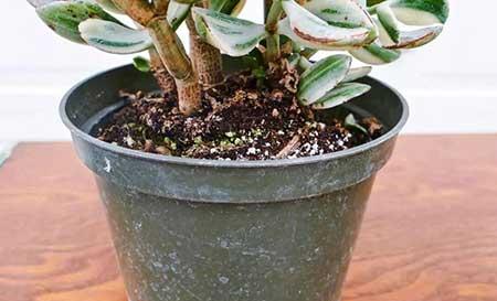 室内植物的养护