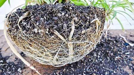 室内植物的养护